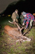 Storbukk i Gloppen Sindre har fått en storbukk